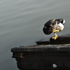 _DSC0538.JPG