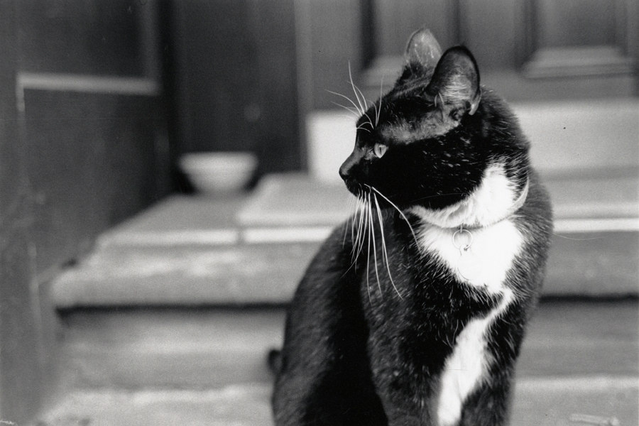 黑白的黑白喵 br /> 波士顿某路边的一只看家猫 br /> nikon fe2, 50