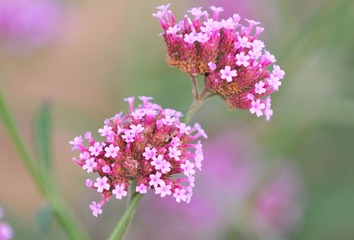 DSC_7986.jpg