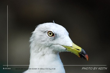 _DSC3548