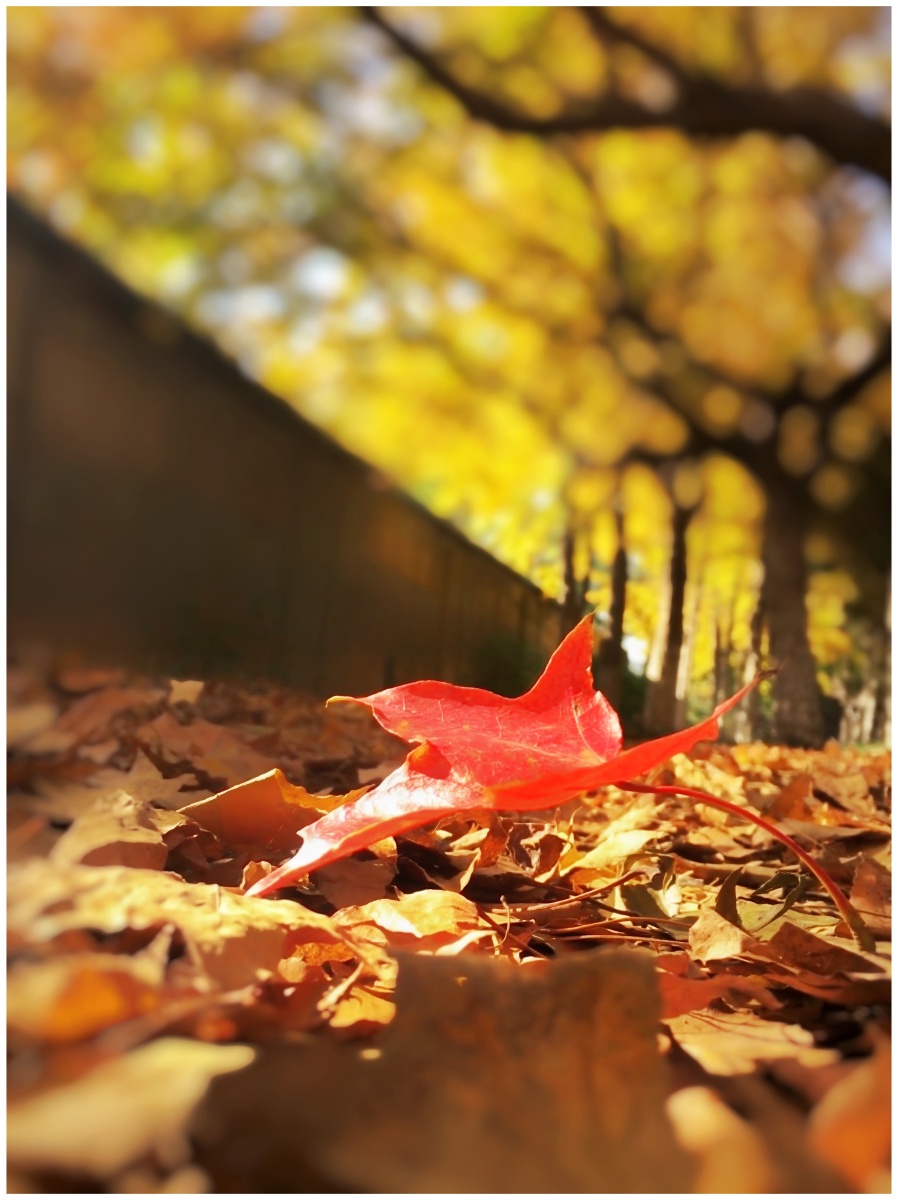 一叶落知天下秋