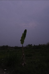 1000053352