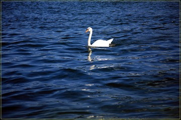 OZY_399