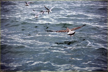 OZY_478