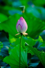 DSC_7586.jpg
