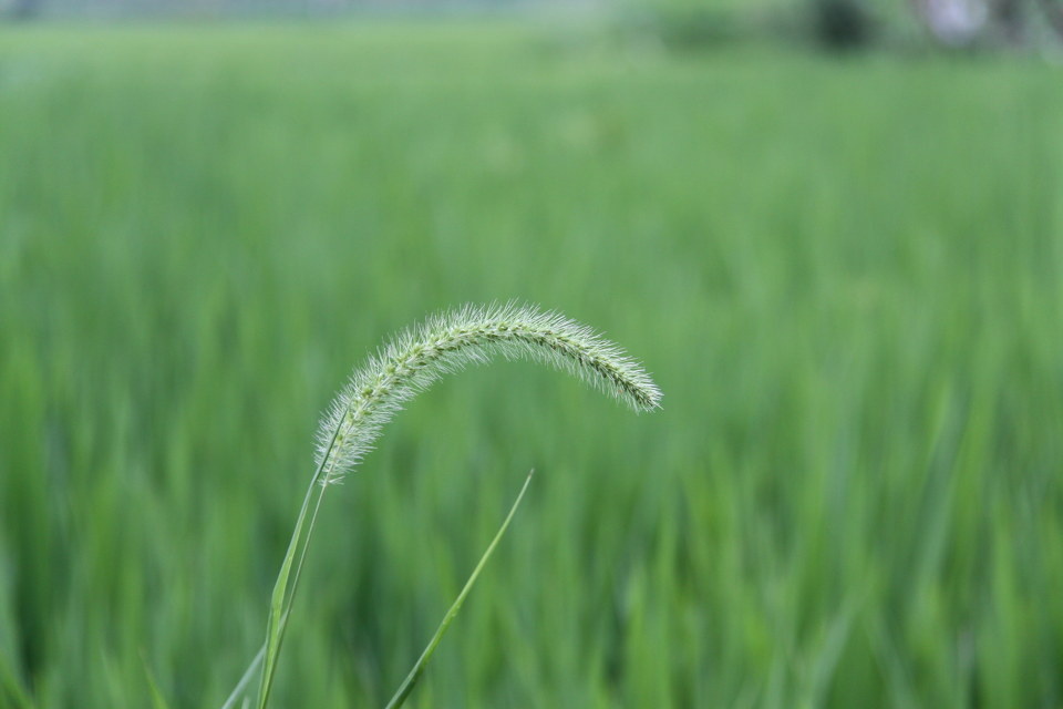 麦地里的狗尾巴草