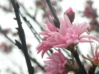 DSCN7459.JPG
