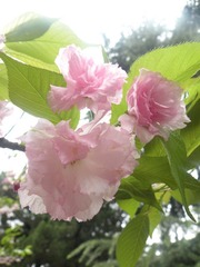 DSCN7396.JPG