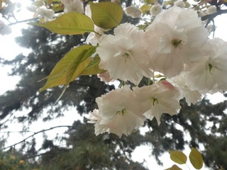 DSCN7406.JPG