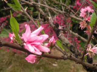 DSCN7458.JPG