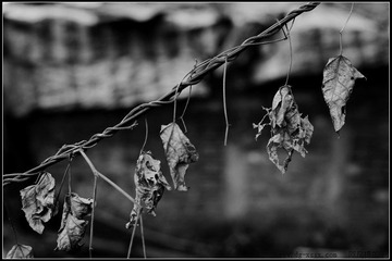 DSC_8882.jpg