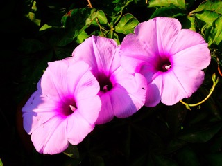 DSCF3536