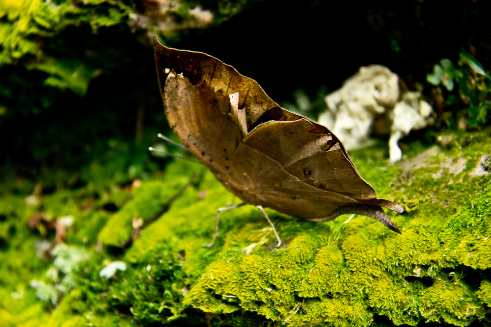 惊鸿一瞥的 枯叶蝶