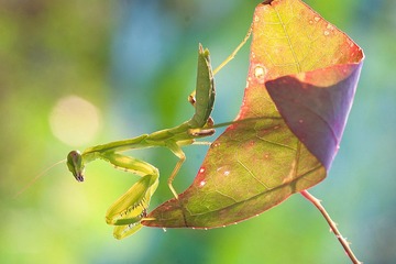 _MG_6032.jpg