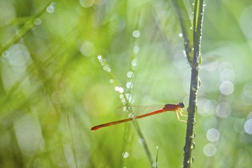 _MG_6516.jpg