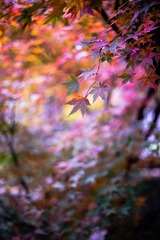 彩秋