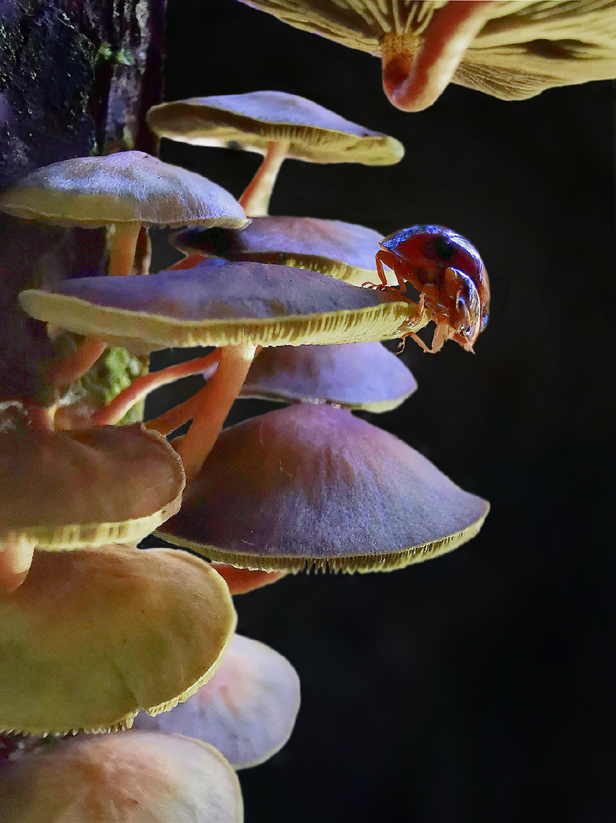 898_1200竖版 竖屏