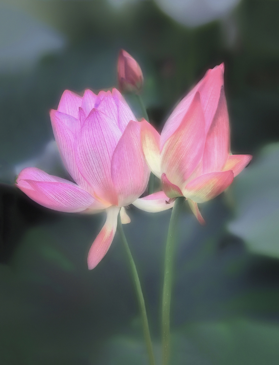 合家欢手机摄影