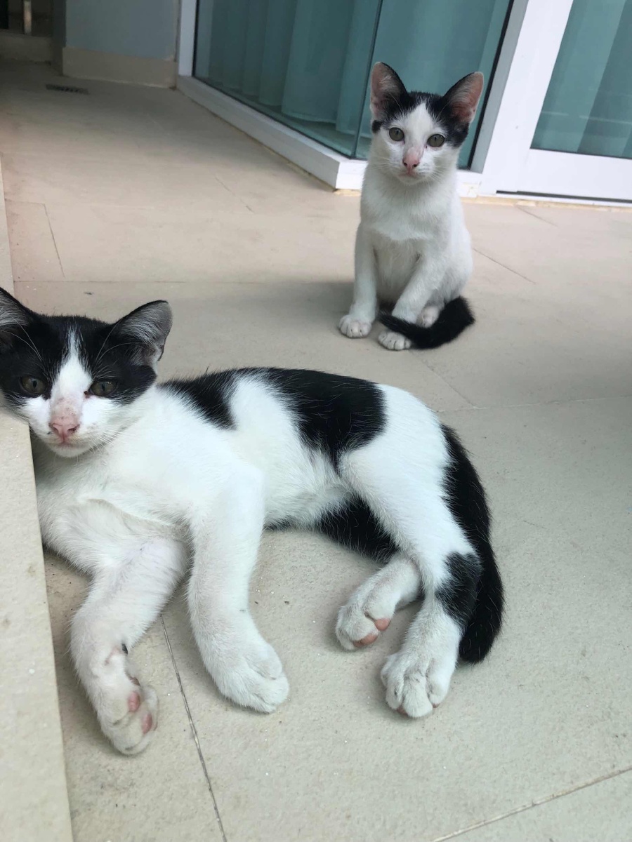 偶遇普吉岛的猫