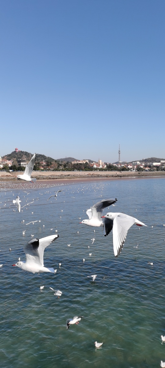 青岛百年栈桥 - 学谦斋 - 图虫