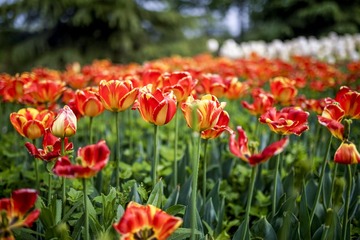 _DSC0376-1