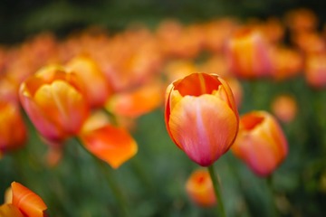 _DSC0384-2