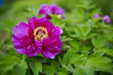 _DSC0389-2