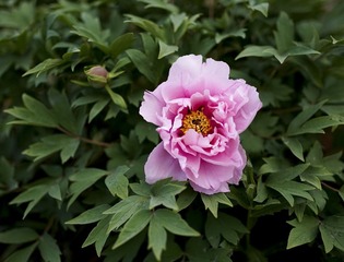 _DSC0396-2