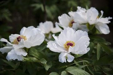 _DSC0448-2
