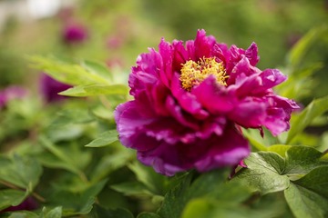 _DSC0492-2