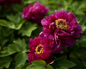 _DSC0505-2