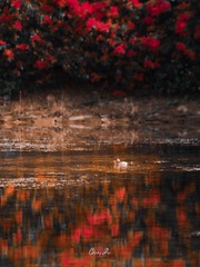 D0BBDD88-F04E-41CF-8DF5-3AB50FFF854C/L0/001