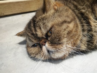 720