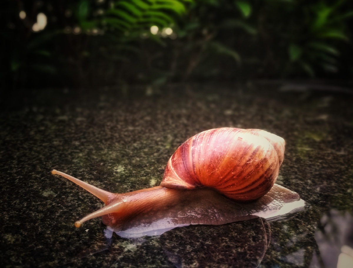 雨天蜗牛