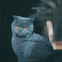 1850927
