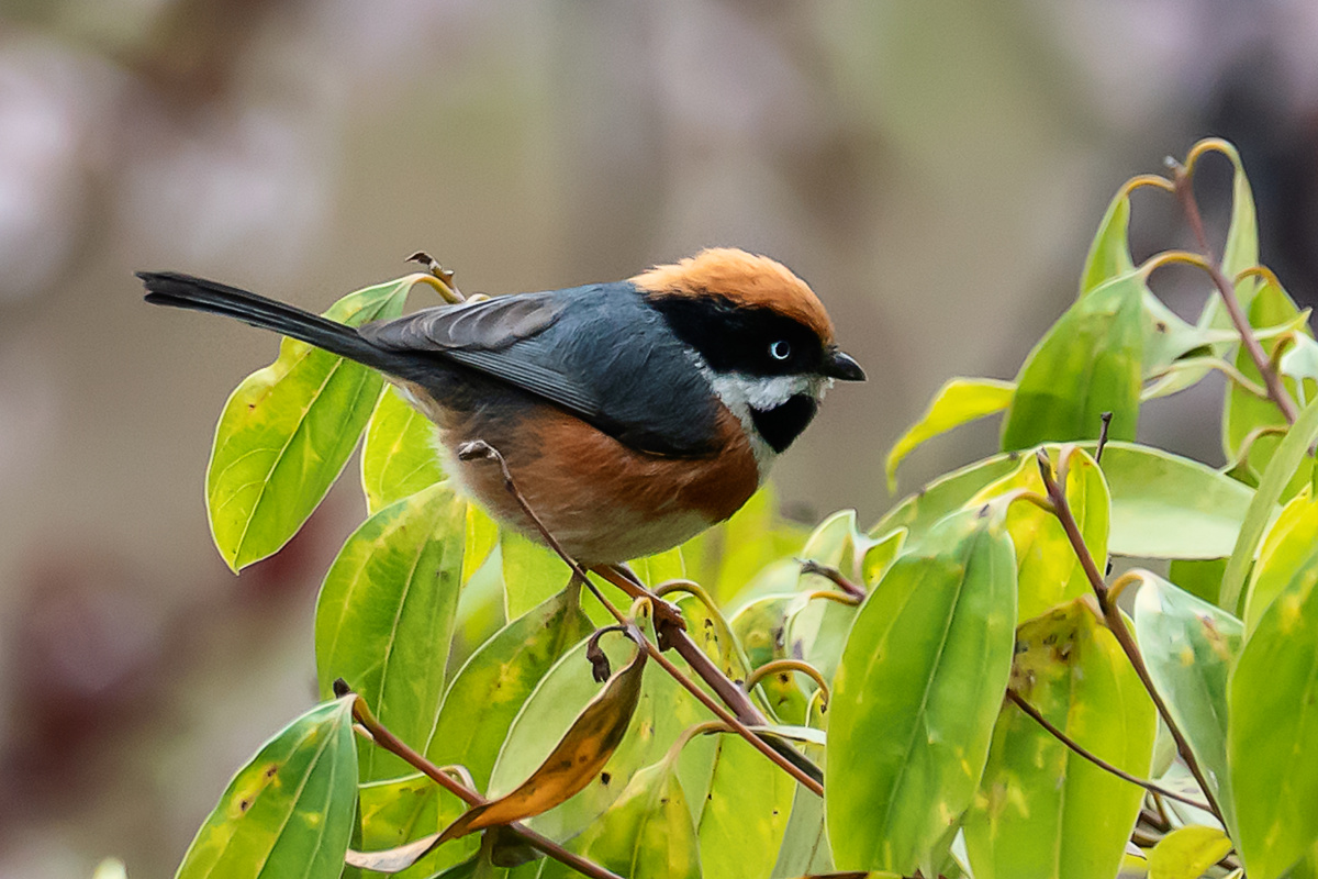 小山雀一一野拍小鸟