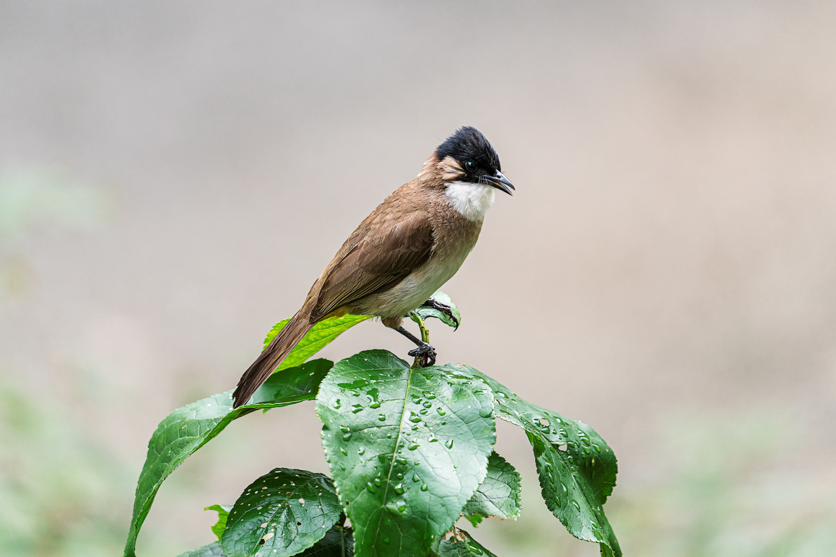 组图一一抓拍一只黑头鹎的姿态