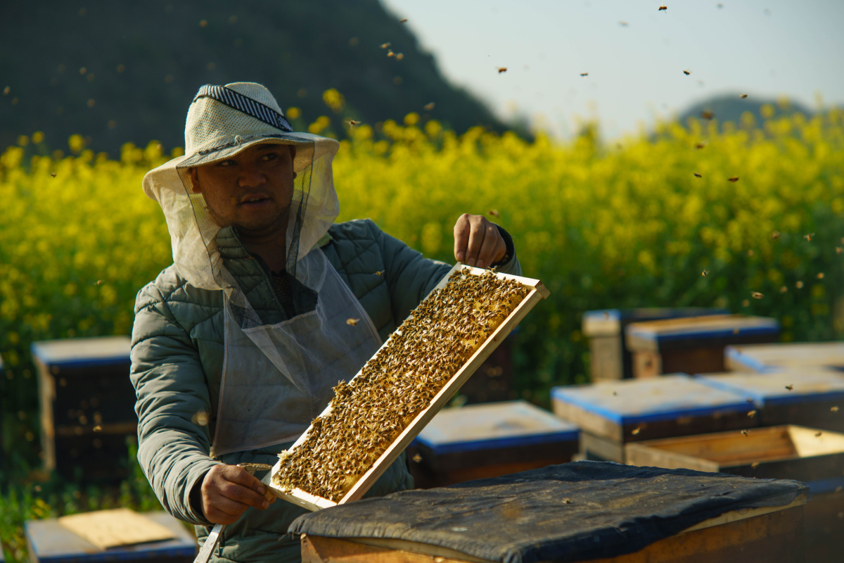 养蜂人