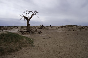 _IGP8260