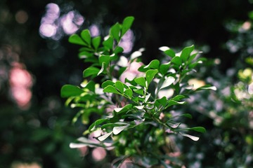 leaf.jpg