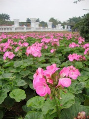 DSC04625.JPG