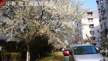 小区绿化.jpg