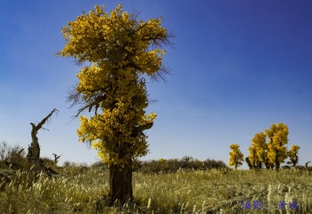 _DSF0906