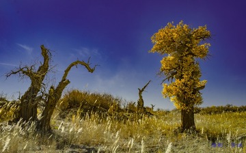 _DSF0907