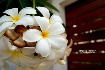 DSC03095_副本_副本.jpg
