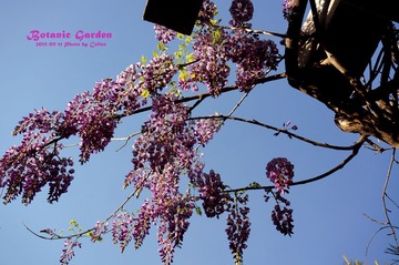 DSC03522_副本1.jpg