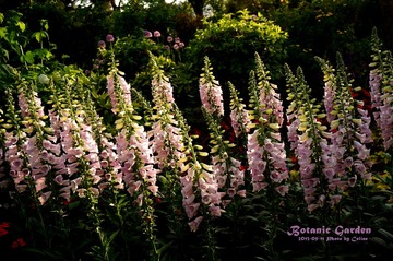 DSC03619_副本1.jpg