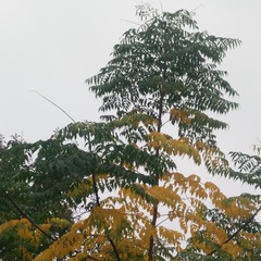 2458298