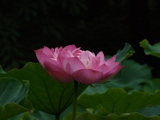 RIMG0060.JPG