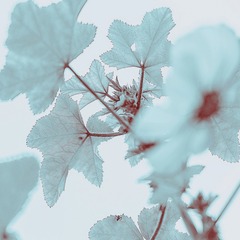 花系